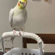 ヒメ日記 2026/03/14 15:36 投稿 桜ゆき 大阪ぽっちゃり妻 谷九店