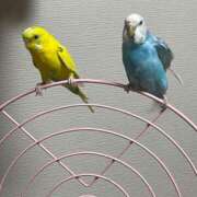 ヒメ日記 2026/03/23 17:02 投稿 桜ゆき 大阪ぽっちゃり妻 谷九店