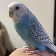 ヒメ日記 2026/03/26 13:26 投稿 桜ゆき 大阪ぽっちゃり妻 谷九店