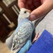 桜ゆき 予定 大阪ぽっちゃり妻 谷九店