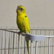 ヒメ日記 2026/04/18 17:59 投稿 桜ゆき 大阪ぽっちゃり妻 谷九店