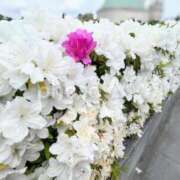 ヒメ日記 2025/05/29 07:05 投稿 早乙女 凛花(サオトメ リンカ) 翡翠の夢