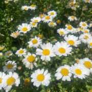 ヒメ日記 2025/09/30 04:05 投稿 れな MORE