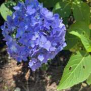 ヒメ日記 2025/06/24 12:39 投稿 ネネ 煌-kirameki-