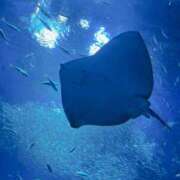 ヒメ日記 2025/07/29 08:36 投稿 ネネ 煌-kirameki-