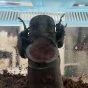 ヒメ日記 2025/08/03 18:19 投稿 ネネ 煌-kirameki-