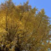 ネネ ネネ明日だよ 煌-kirameki-