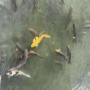 ヒメ日記 2026/02/03 05:32 投稿 ネネ 煌-kirameki-