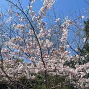 ヒメ日記 2026/04/06 05:44 投稿 ネネ 煌-kirameki-