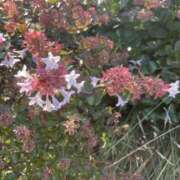 ヒメ日記 2025/11/08 11:52 投稿 岡野美紀 五十路マダム愛されたい熟女たち 津山店