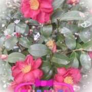 ヒメ日記 2026/02/08 00:44 投稿 岡野美紀 五十路マダム愛されたい熟女たち 津山店