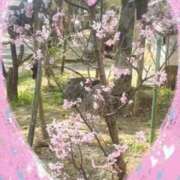 ヒメ日記 2026/03/29 08:14 投稿 岡野美紀 五十路マダム愛されたい熟女たち 津山店