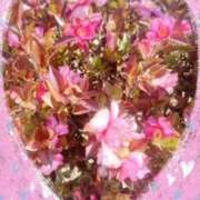 ヒメ日記 2026/03/29 08:16 投稿 岡野美紀 五十路マダム愛されたい熟女たち 津山店