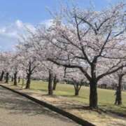 ヒメ日記 2026/04/03 11:44 投稿 岡野美紀 五十路マダム愛されたい熟女たち 津山店