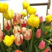 ヒメ日記 2025/05/25 20:36 投稿 つきの 熟女総本店 日本橋ミナミエリア店