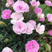 ヒメ日記 2025/10/25 11:36 投稿 つきの 熟女総本店 日本橋ミナミエリア店