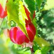 ヒメ日記 2026/01/13 10:46 投稿 つきの 熟女総本店 日本橋ミナミエリア店