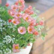 ヒメ日記 2025/06/03 15:07 投稿 平沢(ひらさわ) 人妻出逢い会 百合の園 山の手本店