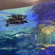 ヒメ日記 2025/07/27 18:50 投稿 あいり プリコレ（PRINCESS COLLECTION）