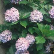 ヒメ日記 2025/11/21 15:07 投稿 あまね 桃色クリスタル