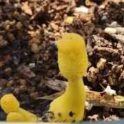 ヒメ日記 2025/09/08 20:39 投稿 りんか オズ 千葉栄町店