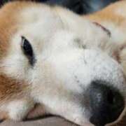 ヒメ日記 2026/02/21 20:39 投稿 りんか オズ 千葉栄町店