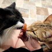 ヒメ日記 2026/04/12 13:29 投稿 りんか オズ 千葉栄町店