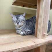 ヒメ日記 2026/02/27 05:30 投稿 かなで JAPAN CLUB BUNNY LOUNGE