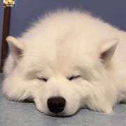 ヒメ日記 2025/12/10 15:24 投稿 ひな DOLCE