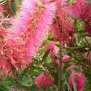 ヒメ日記 2025/06/06 03:48 投稿 桜 マッタリ熟女