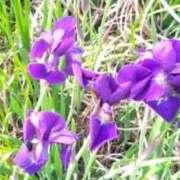 ヒメ日記 2025/06/07 10:33 投稿 桜 マッタリ熟女