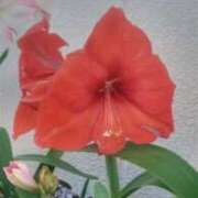 ヒメ日記 2025/06/08 22:36 投稿 桜 マッタリ熟女