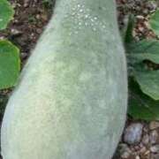 ヒメ日記 2025/06/11 08:18 投稿 桜 マッタリ熟女