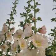 ヒメ日記 2025/06/16 04:18 投稿 桜 マッタリ熟女