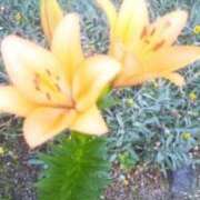 ヒメ日記 2025/06/17 20:19 投稿 桜 マッタリ熟女