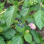 ヒメ日記 2025/06/22 15:36 投稿 桜 マッタリ熟女