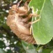 ヒメ日記 2025/06/26 16:06 投稿 桜 マッタリ熟女