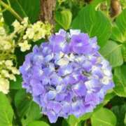 ヒメ日記 2025/06/06 06:48 投稿 なな マッタリ熟女