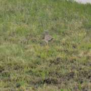 ヒメ日記 2025/06/18 09:23 投稿 りさ 熟女総本店 堺東店