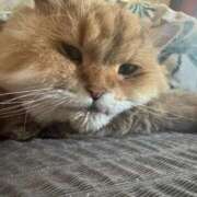 ヒメ日記 2025/10/23 23:50 投稿 ころん 丸妻 新横浜店