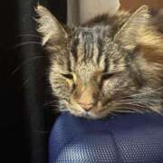 ころん 出勤してます！ 丸妻 新横浜店