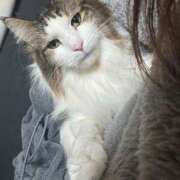 ころん 待ってます！ 丸妻 新横浜店