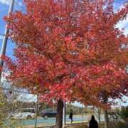 ヒメ日記 2025/11/23 18:32 投稿 やくも 丸妻 新横浜店