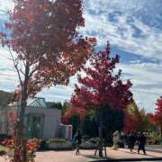 ヒメ日記 2025/11/28 20:09 投稿 やくも 丸妻 新横浜店