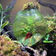 ヒメ日記 2025/12/17 11:35 投稿 やくも 丸妻 新横浜店