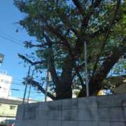 ヒメ日記 2026/10/03 09:05 投稿 みき 完熟とまと(十三)