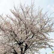 ヒメ日記 2026/04/08 21:45 投稿 なぐも 奥様特急上越店