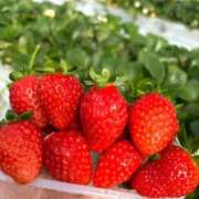 ヒメ日記 2025/10/03 20:34 投稿 ぴゅあ The White