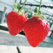 ヒメ日記 2026/01/18 22:24 投稿 ぴゅあ The White