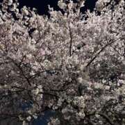 ヒメ日記 2026/04/07 19:07 投稿 ぴゅあ The White